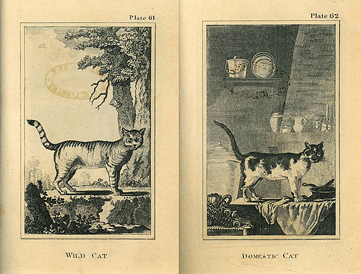 Cats, wild and domestic, from Buffon's Natural History, V.4, London:1812