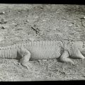 Alligator North Australia, ca. 1900-ca. 1914, H91.93/112