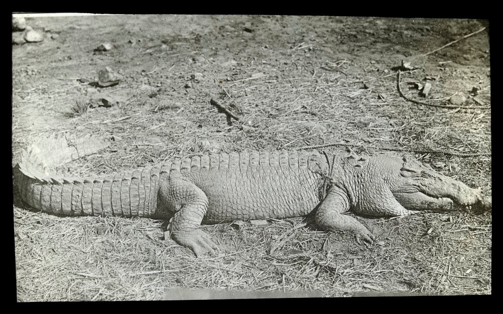 Image of an Alligator
