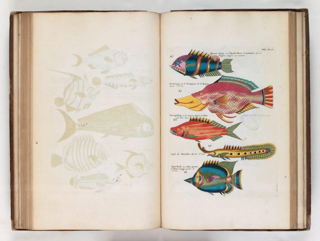 Historiae naturalis de Piscibus et Cetis [Natural history of fish and whales]