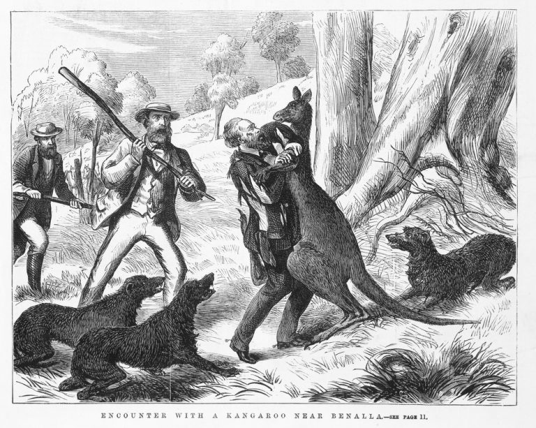 State Library Victoria Fighting Jack Melbourne’s first boxing kangaroo
