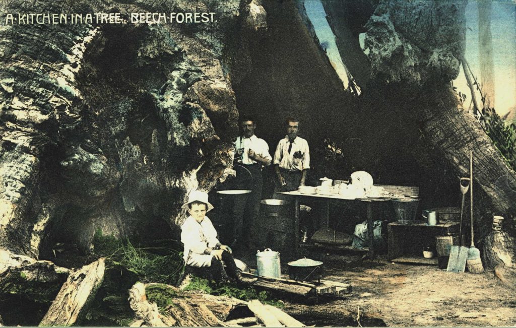 A KITCHEN IN A TREE BEECH FOREST