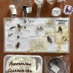 Insect specimens on a table