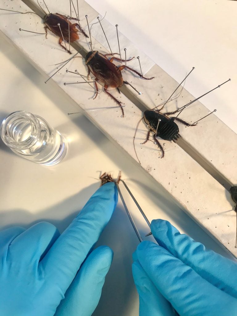 pinned cockroach specimens
