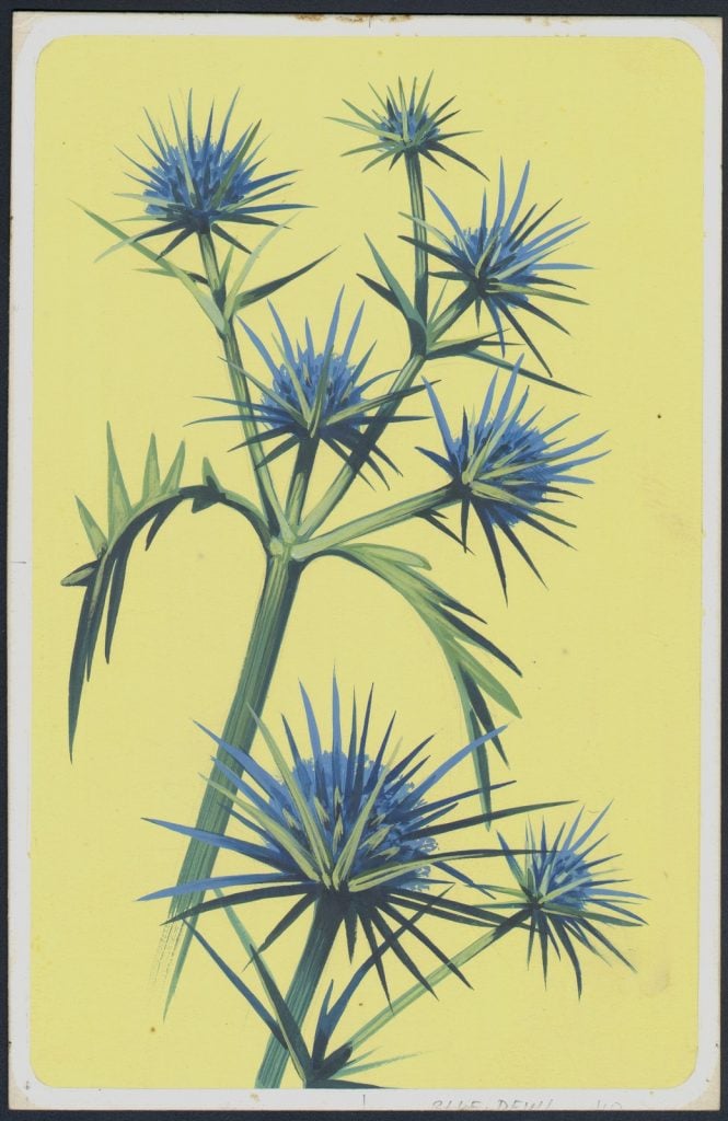 coloured drawing in a card of a blue devil, native flower