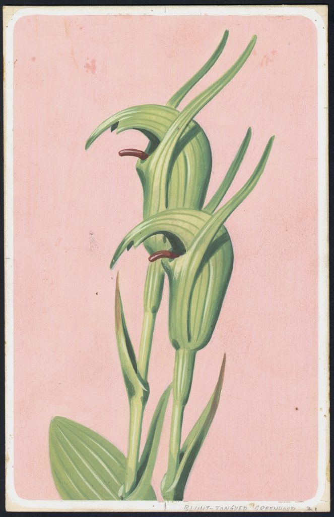 coloured drawing on a card of a blunt tongued greenhood orchid