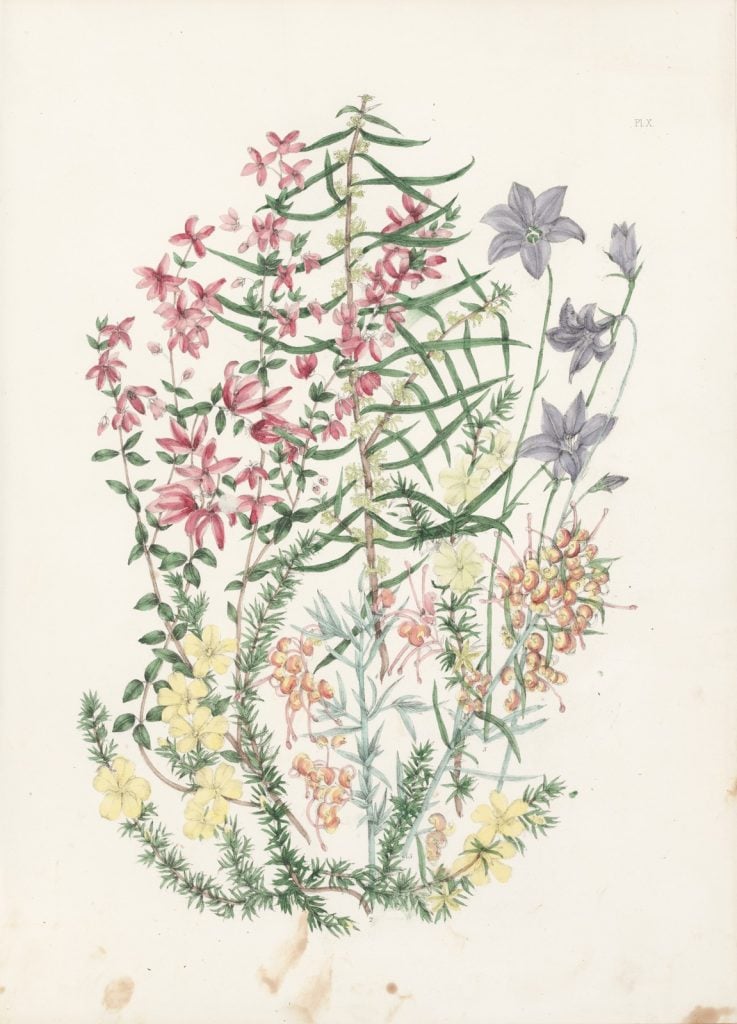 coloured drawing of a selection of australian wildflowers