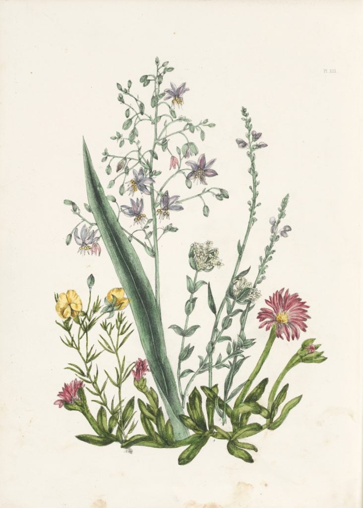 coloured drawing of a selection of Australian wildflowers