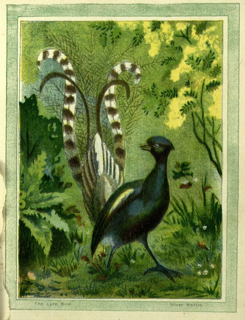 print of a lyrebird with a flowering silver wattle behind.