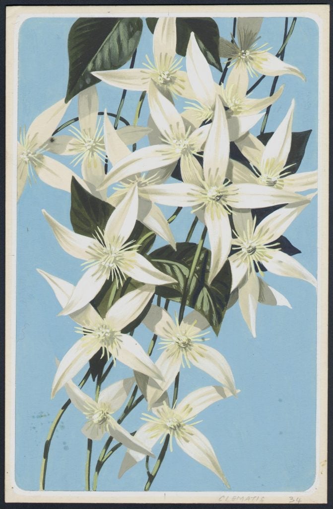 coloured drawing on a card of a group of white clematis flowers
