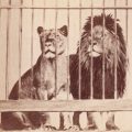 A tale of two lions