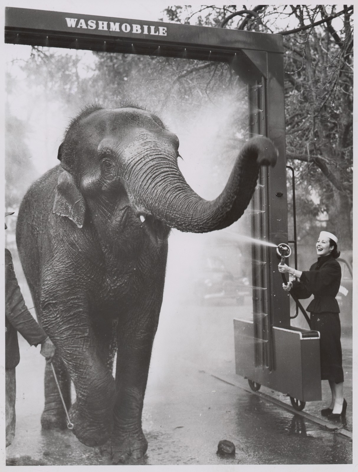 Includes Felina Kennedy holding the hose as Peggy walks through the "Washmobile"; Peggy being coaxed by keepers Carl Mackaway and Bill Craig