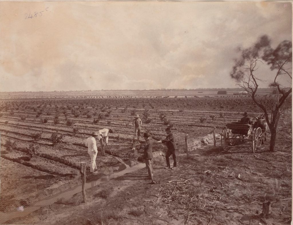 Photographs
Picture left
men working in paddocks with rows of crops - grapevines, and an irrigation channel in the foreground.
Picture right Excavation of a deep pit alongside the river.