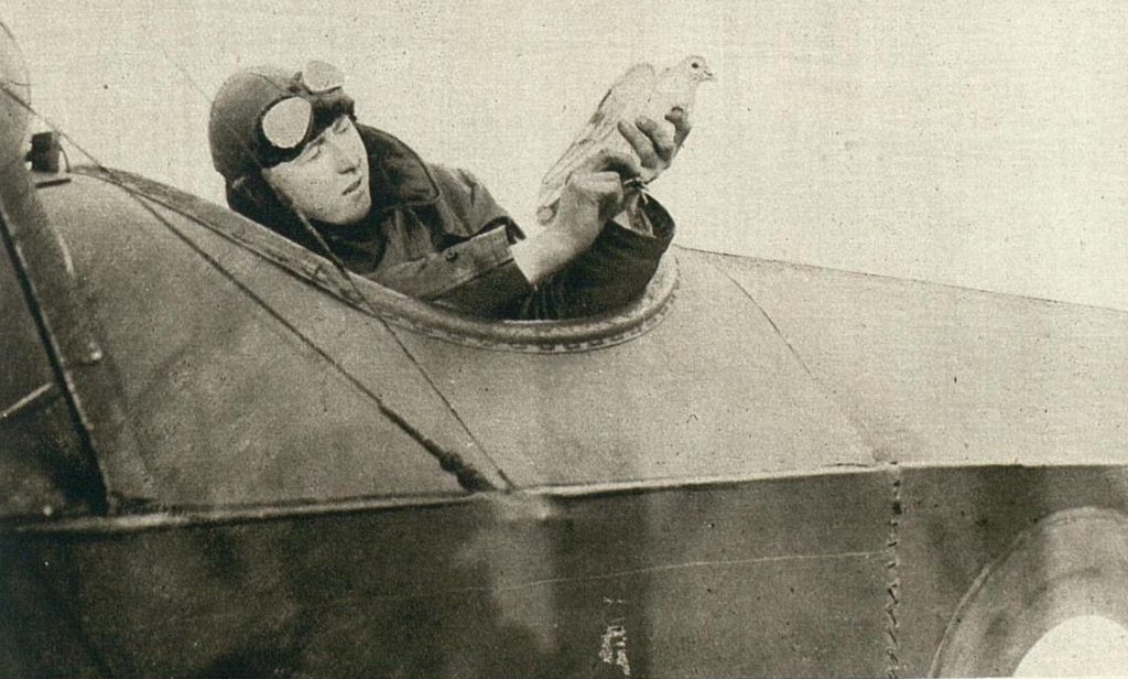 State Library Victoria Pigeon messengers of World War I