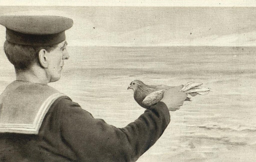 State Library Victoria Pigeon messengers of World War I