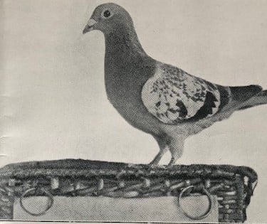 Dundee lifesaver pigeon