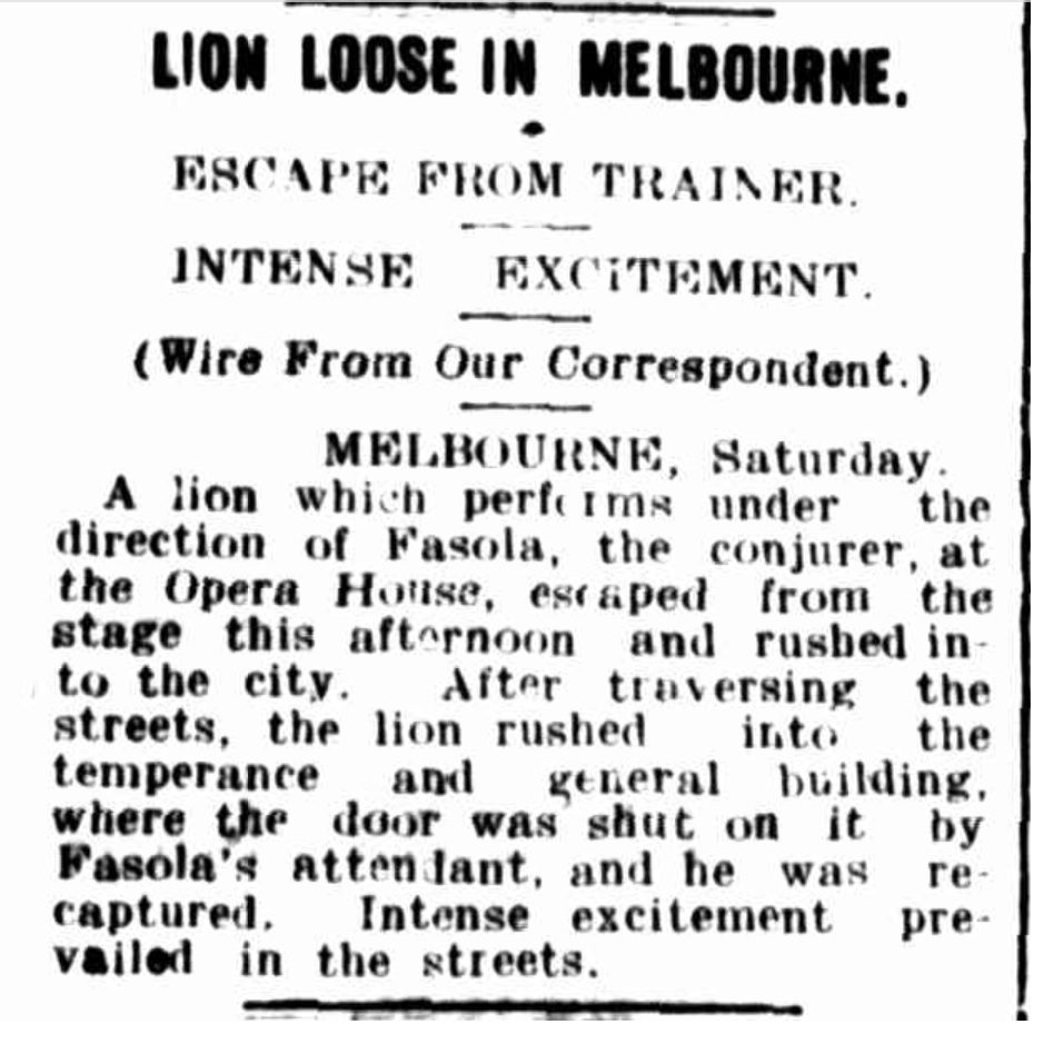 Newspaper article pictured: 
LION LOOSE IN MELBOURNE
ESCAPE FROM TRAINER
INTENSE EXCITEMENT
(Wire From Our Correspondent)
MELBOURNE, Saturday 
A lion which performs under the direction of Fasola, the conjuror, at the Opera House, escaped and rushed into the city. After traversing the streets, the lion rushed into the temperance and general building where the door was shut on it by Fasola's attendant, and he was recaptured. Intense excitement prevailed in the streets.