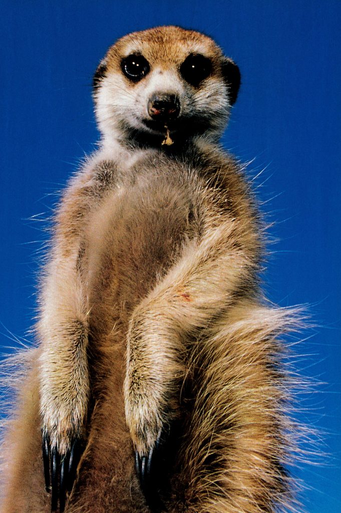 photograph of a meerkat, standing on hind legs with front paws hanging down a leaf in its mouth, and staring down at the camera