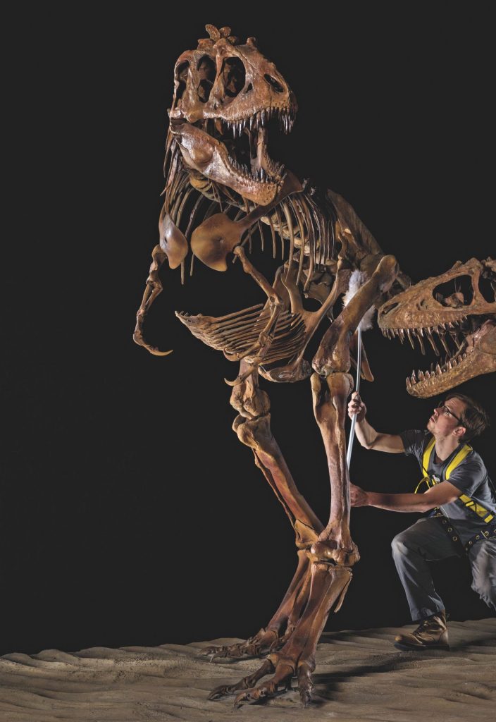 colour photograph of the skeleton of a dinosaur, with a crouching man beneath for scale - the dinosaur is almost twice as all as the man.