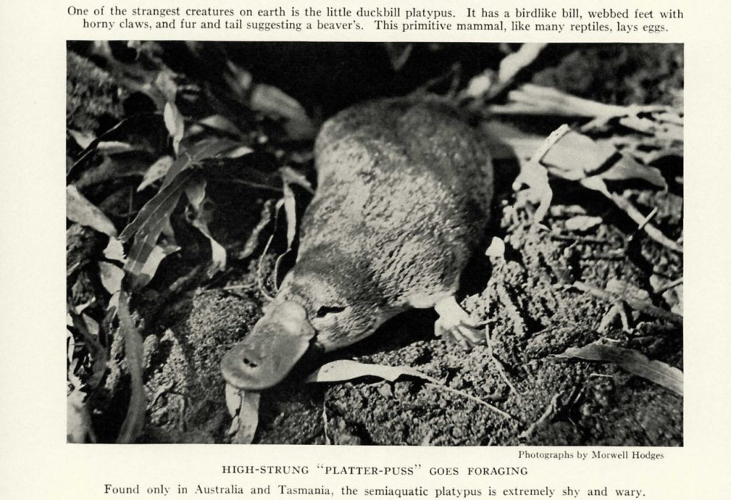 Black and white photograph of a platypus on the ground, moving through fallen leaves
