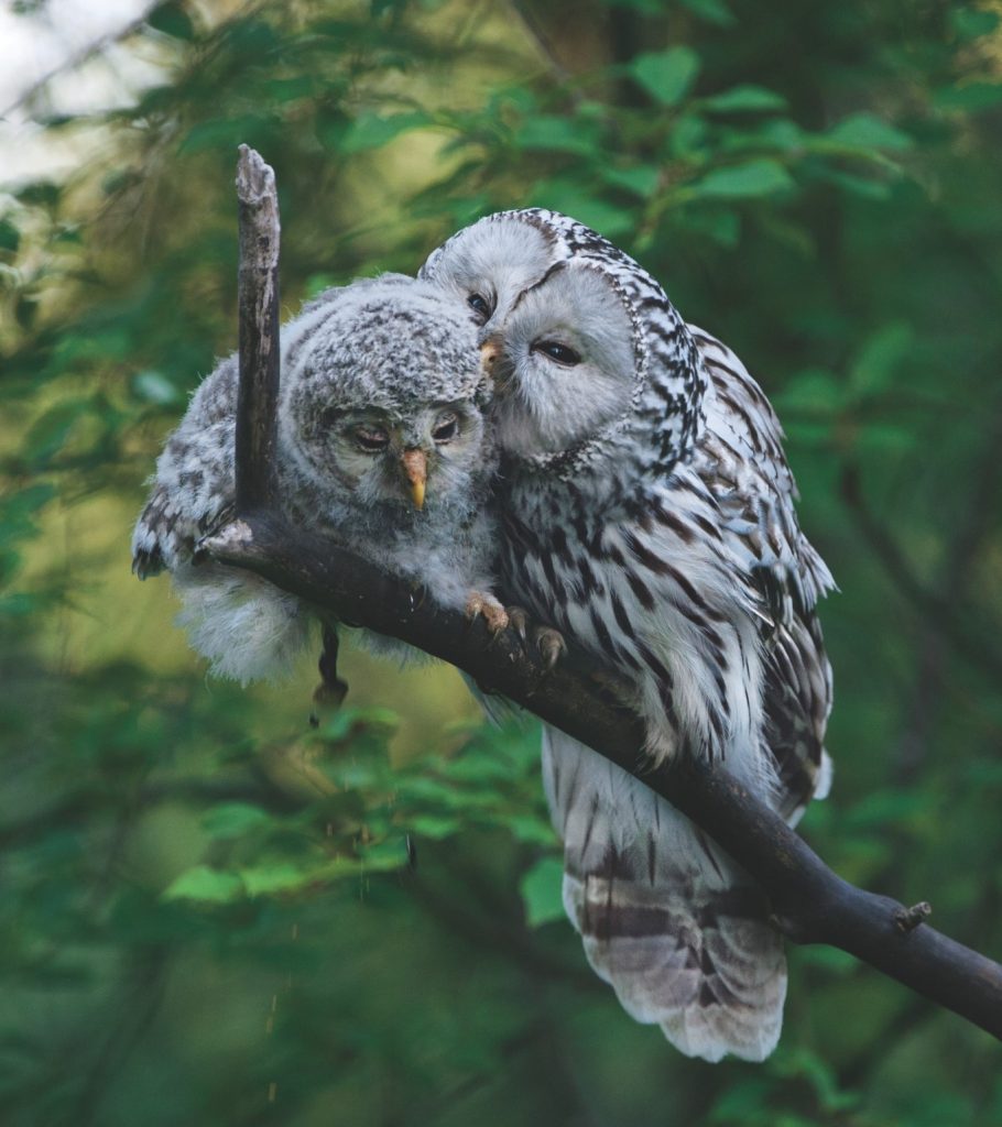 photograph of a pair of Ural owls, perched on a branch - a parent and a young owl, black and white feathers with lush green foliage behind
