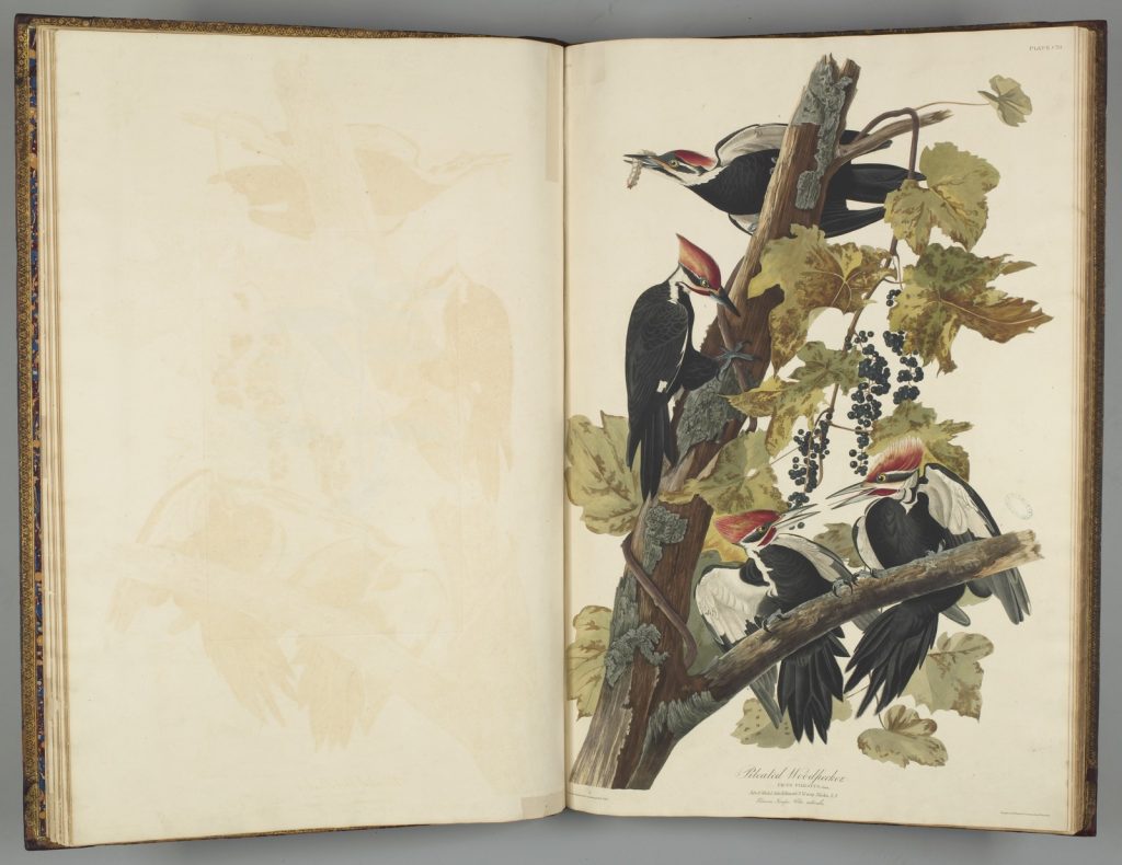 Pages from the elephant folio, 'The birds of America' with illustrated birds on the page on the right