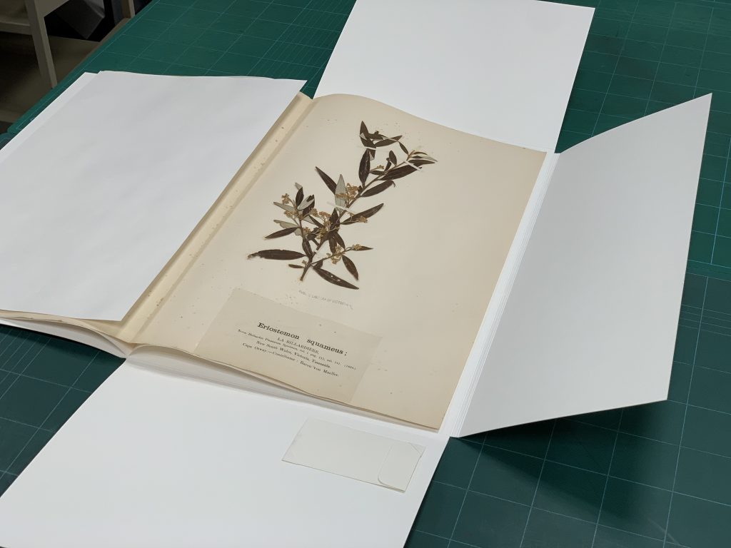 Dried plant specimen mounted with fine paper tabs on a backing sheet with an identification label describing it as Eriostemon squameus. The specimen is sitting inside an open white cardboard folder with a sheet of white interleaving paper placed to the side show the specimen can be viewed.