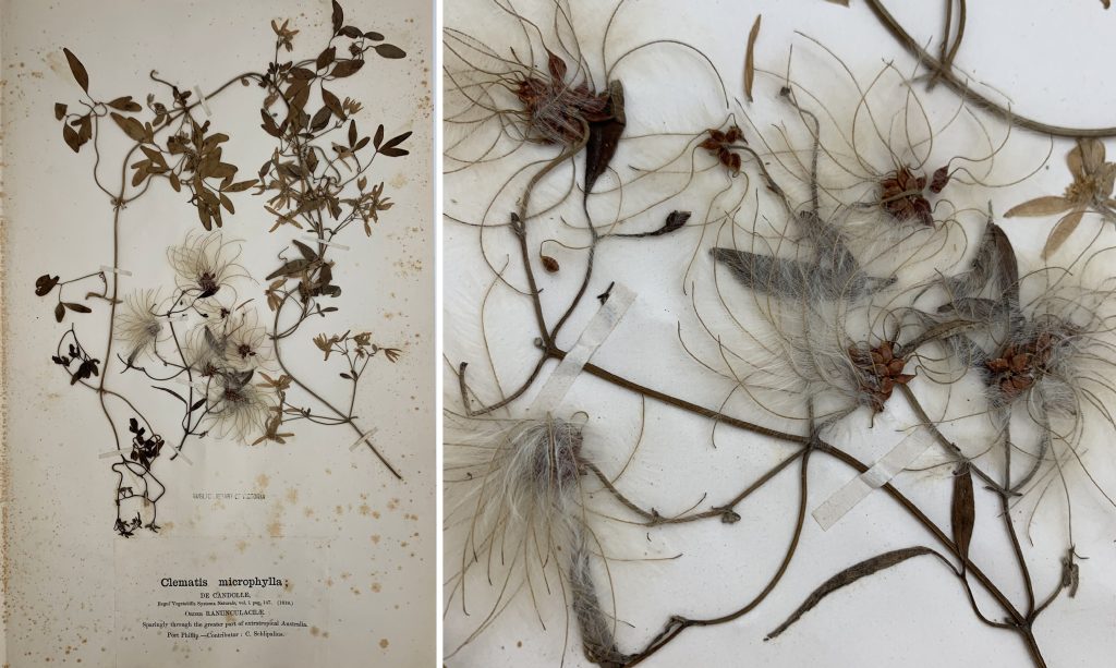 Two side by side images of a dried plant specimen, Clematis Mycrophylla, affixed to a sheet of paper with fine paper tabs.  The image on the left shows the whole specimen, including identification label. The image on the right is a detail image of the same specimen.