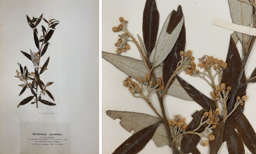 Two side by side images of a dried plant specimen, Eriostemon squameus, affixed to a sheet of paper with fine paper tabs.  The image on the left shows the whole specimen, including identification label. The image on the right is a detail image of the same specimen.