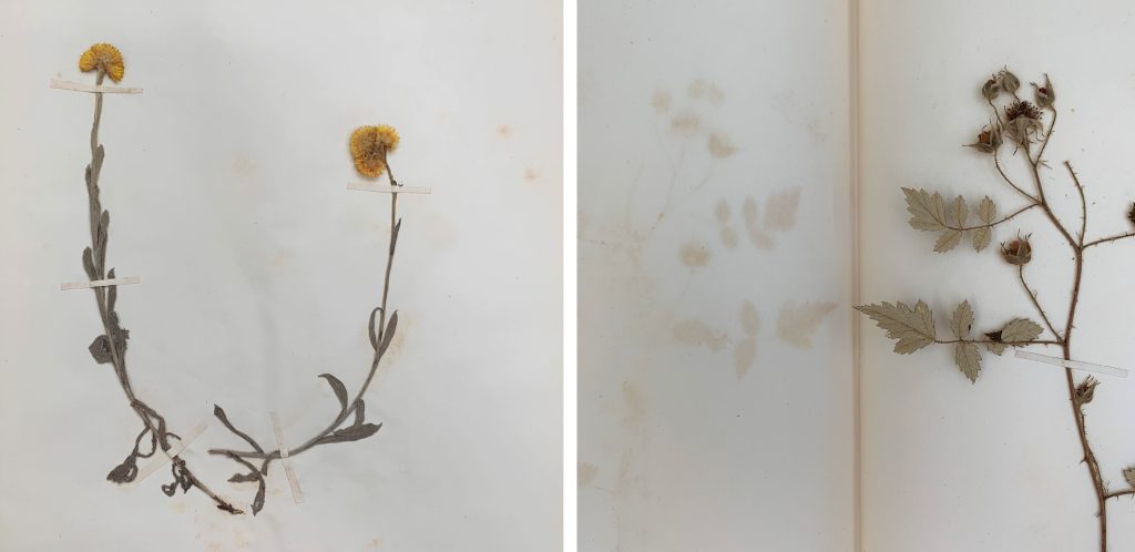 Two side by side images of dried plant specimens affixed to sheets of paper with fine paper tabs. The image on the left shows the whole specimen, Helichrysum apiculatum. The image on the right shows part of the specimen, Rubis parvifolius, and ghosting of the specimen on the opposite page.