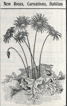 black and white drawing of dahlia plant, with flowers on long stems