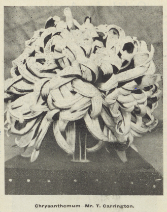 black and white photograph of a chrysanthemum flower