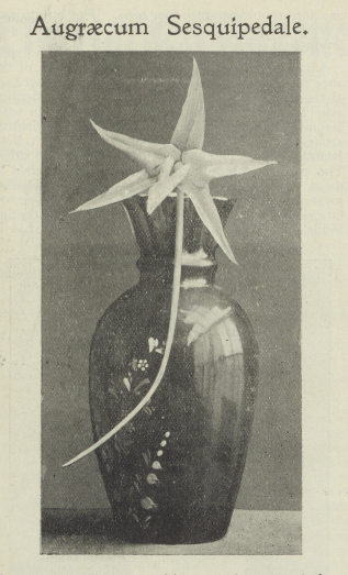 black and white photograph of an orchid in a tall vase