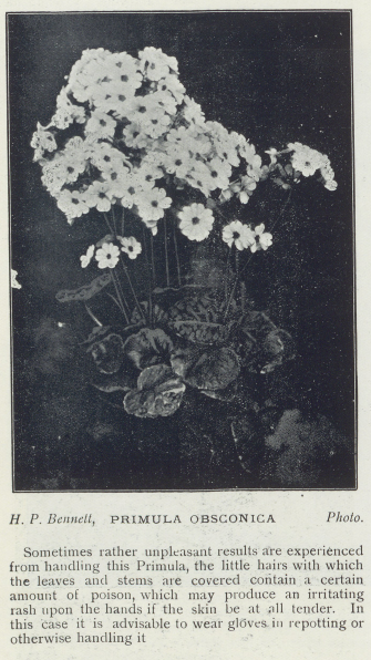 black and white photograph of primula flowers