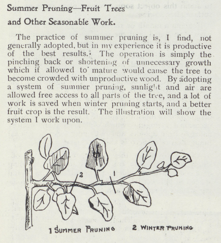 text describing the different types of pruning - summer and winter