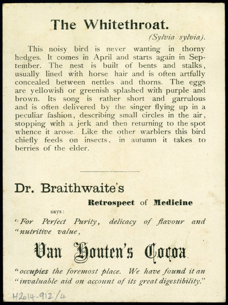 text on the obverse of the card, describing the bird and the health benefits of cocoa