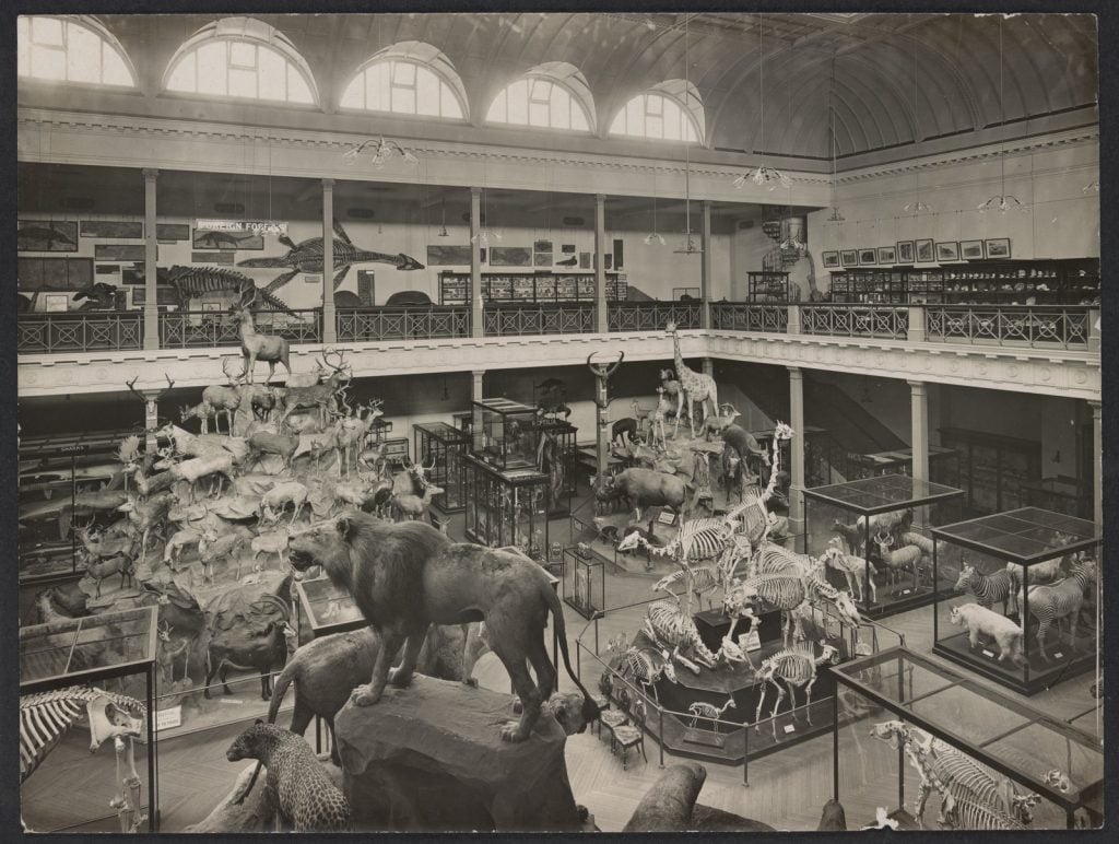 Black and white photo features an elevated view of McCoy Hall (later known as the Redmond Barry Reading Room, State Library of Victoria) showing stuffed animals and animal skeletons in glass cases. Glass cabinets and other exhibits can be seen on the balcony around the room