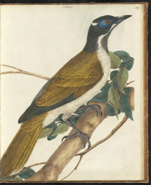 watercolour painting of a blue faced honeysucker, perched on a branch blue around the eye, a white chest and underbelly, brown and black feathers