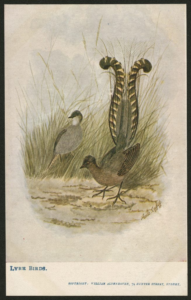 postcard with a painting of a pair of lyrebirds, the male with tail feathers up