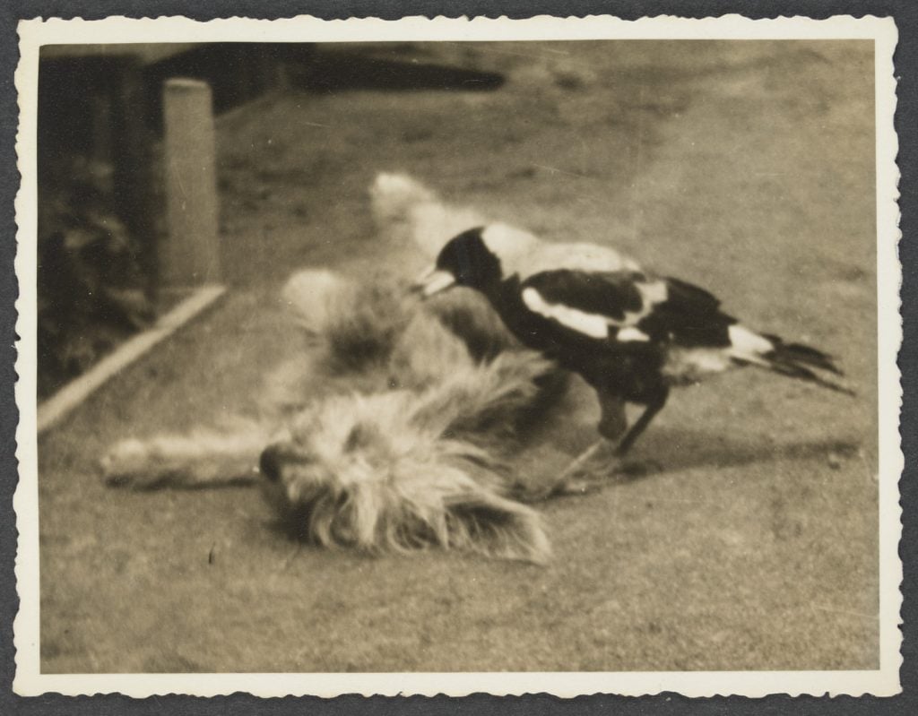 photograph of a terrier dog rolling on the ground with a magpie leaning over her.