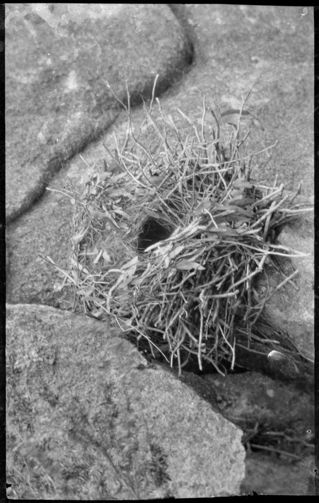 round birds next made rom twigs with an opening in the centre, perched between two rocks