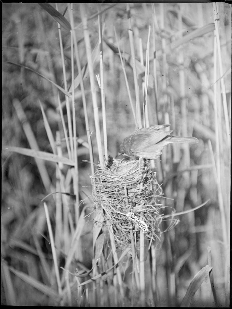 A birds nest woven onto tall grass stems with the bird perched on the edge, 