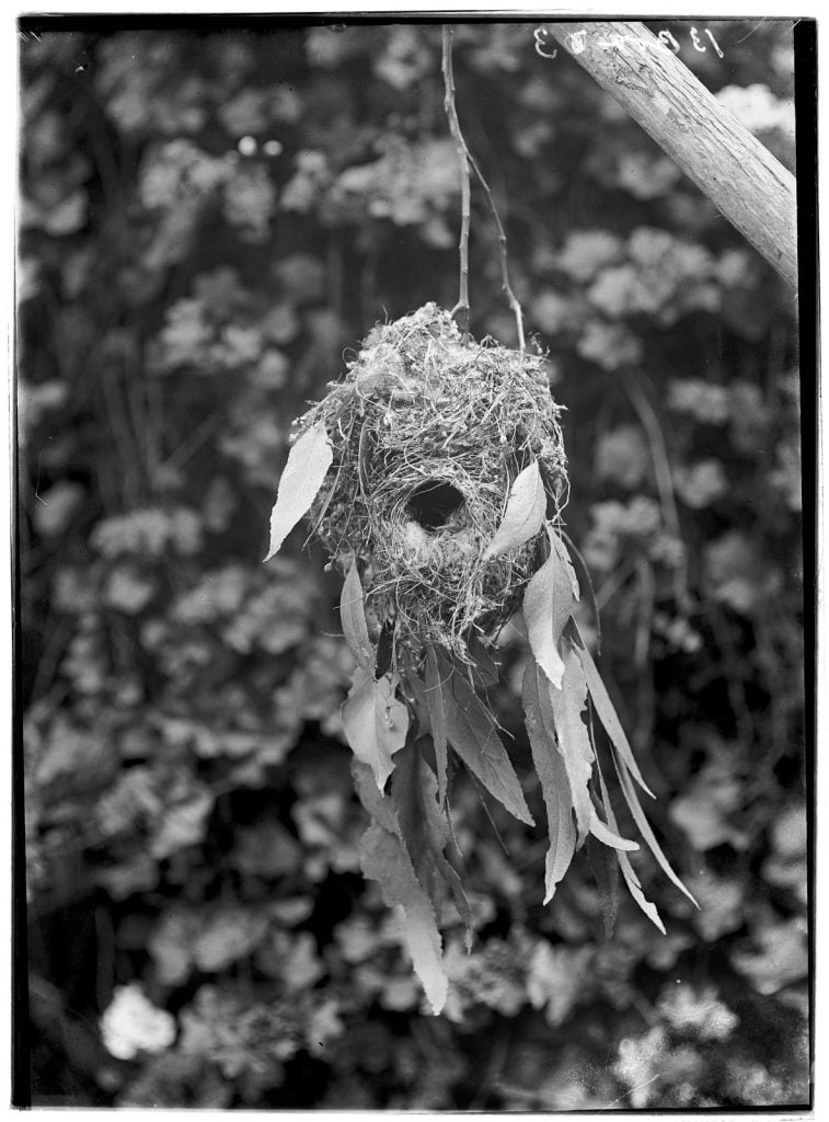 round birds nest hanging from a branch with gum leaves suspended from the outside