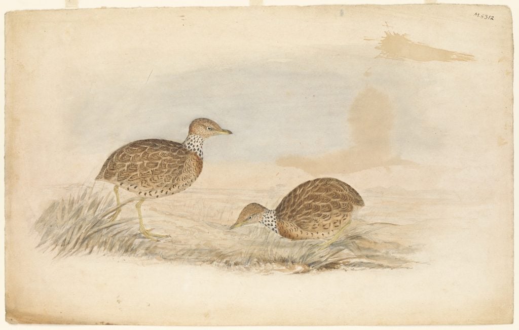 watercolour of the collared plain wanderer - speckled brown feathers, with a white speckled collar, on the ground