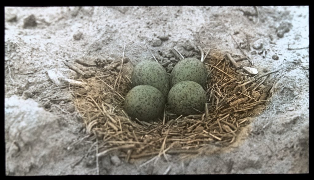 birds nest on the ground with r blue green speckled plovers eggs