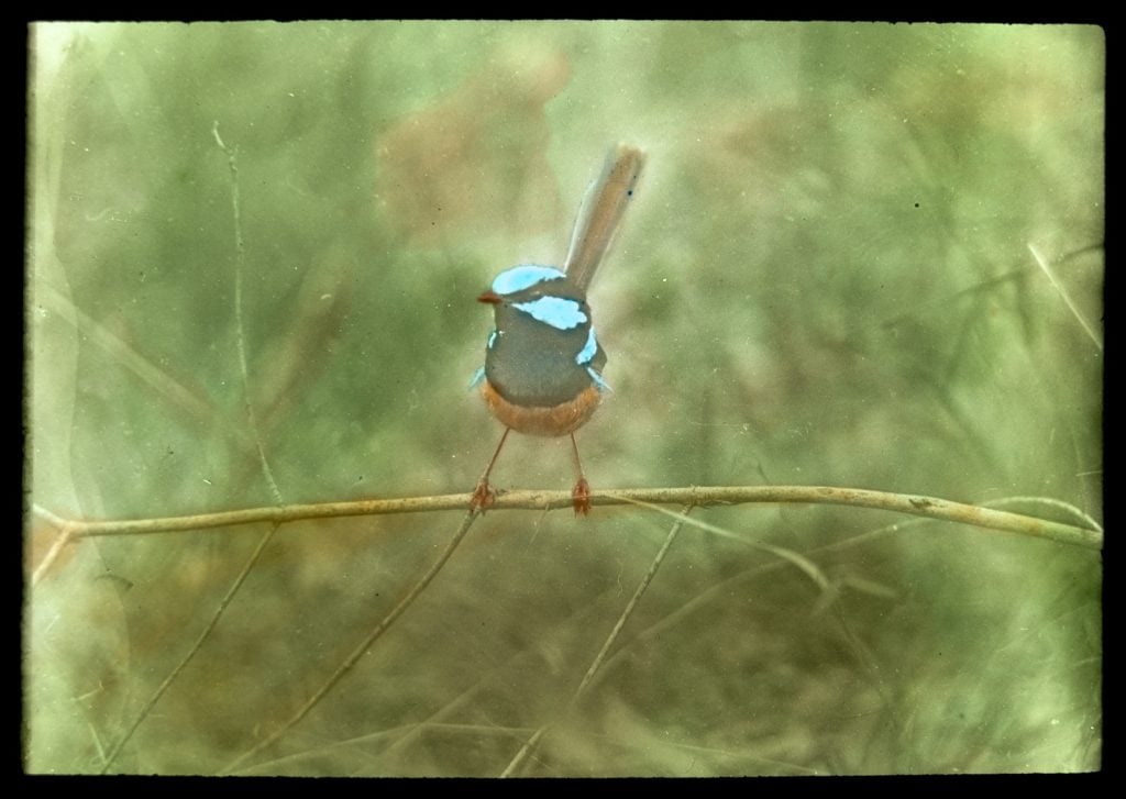 blue wren, photographed and hand coloured glass slide. the bird is perched on a twig