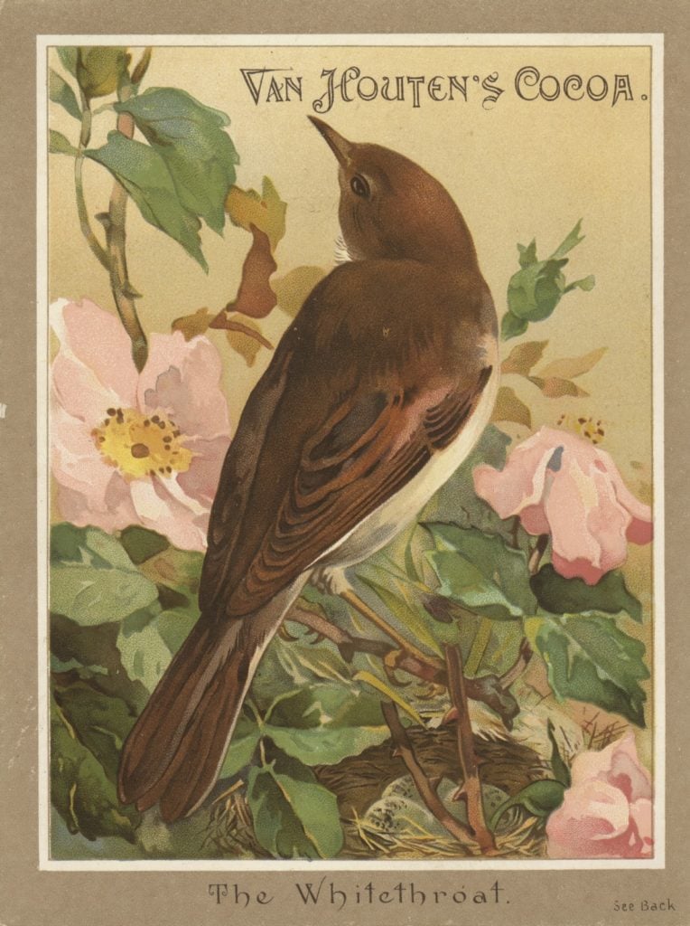 card with a painting of a whitethroat bird, perched in a tree with pink blossom, and standing over a nest with pale blue eggs