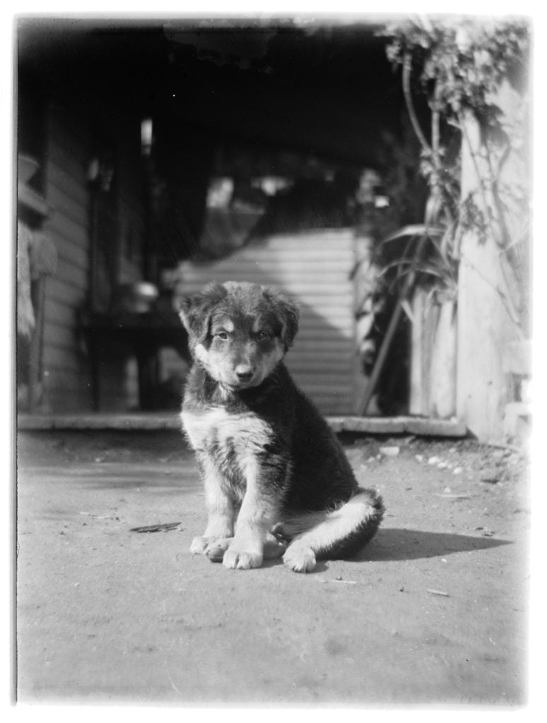 Black and white photograph of a very young puppy, with dark and light patches sitting on haunches, looking at the ground