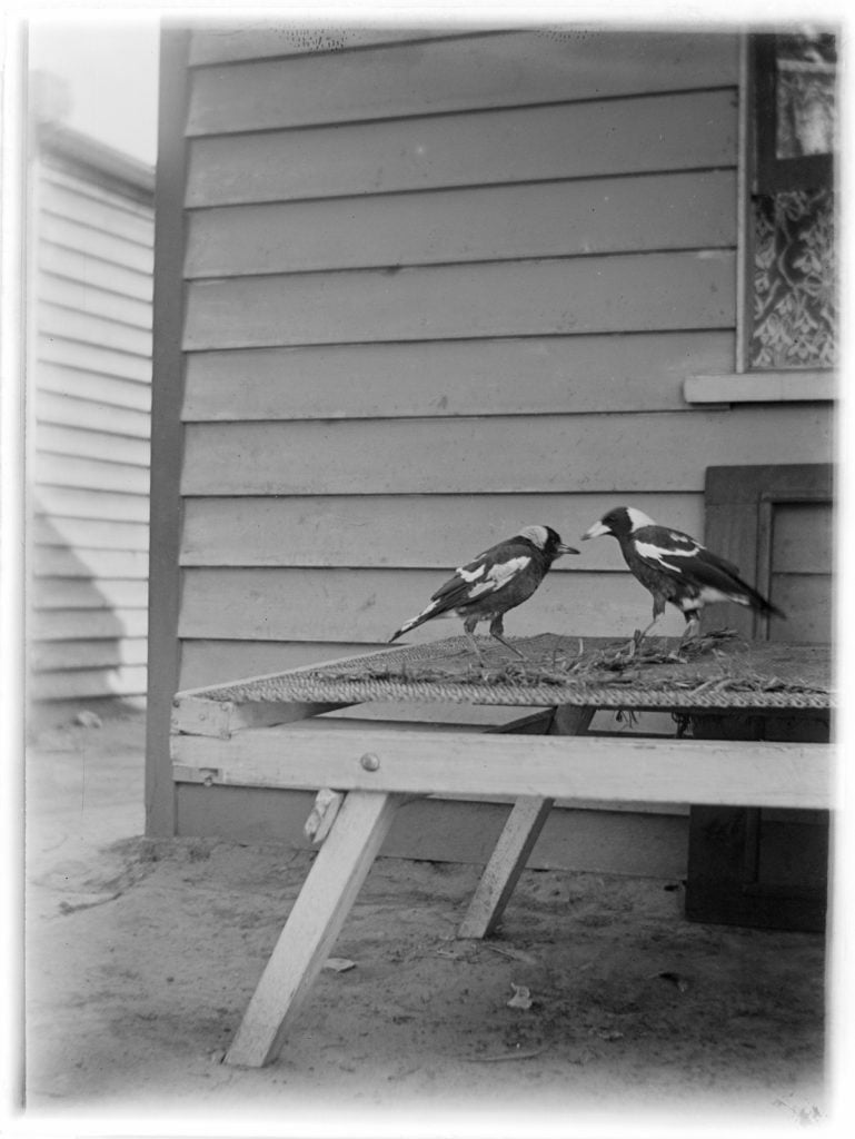Black and white photograph of a pair of magpies on a mattress, pecking at loose threads