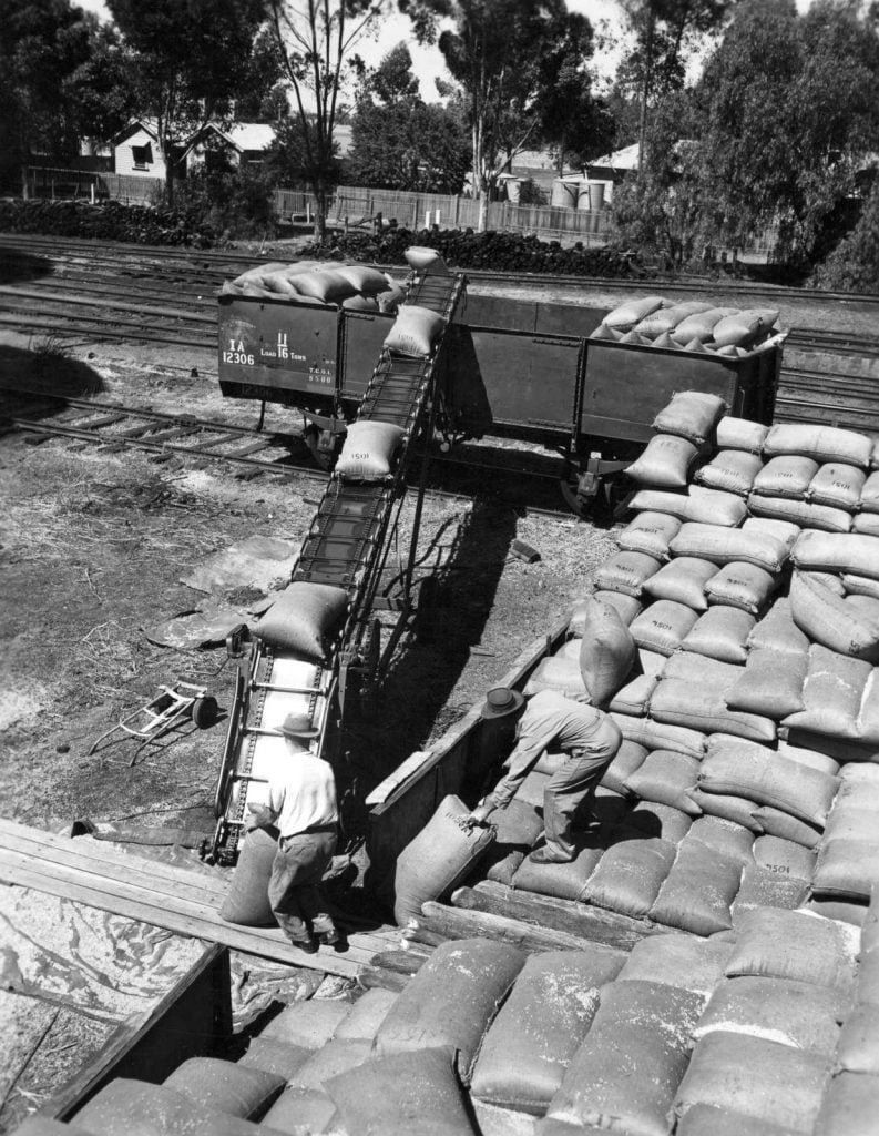 Black and white photo of men loading many bags of wheat onto railway trucks at Wycheproof. Trees and houses in background, date 1957. 